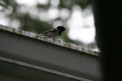 Low angle view of bird perching on retaining wall against sky