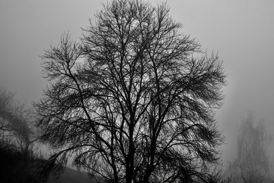 Low angle view of bare tree against clear sky