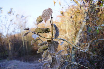 Close-up of dried plant in forest