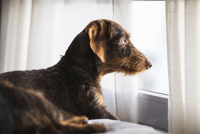 Dog looking through the window