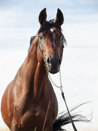 Horse standing against sky