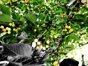 Close-up of fruits growing on tree