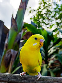 Close-up of parrot perching on wood