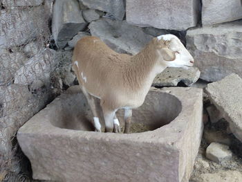 Sheep on stone wall