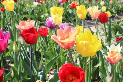 Close-up of tulips in bloom
