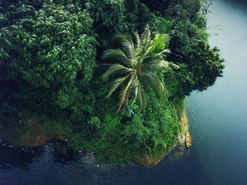 High angle view of palm trees by plants