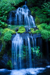 Scenic view of waterfall in forest