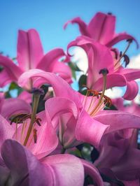 Close-up of pink flowering plant