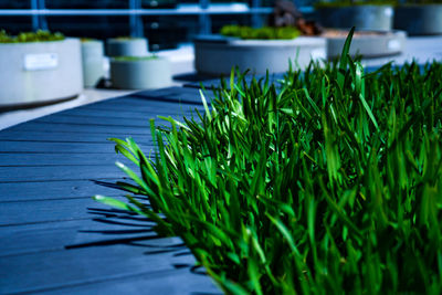 Close-up of potted plant on footpath