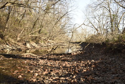 Bare trees on landscape