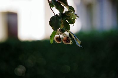 Close-up of butterfly on flower