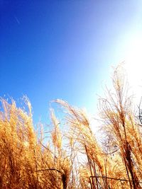 Low angle view of trees against clear blue sky