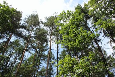 Low angle view of trees in forest against sky