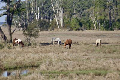 Horses grazing in a forest