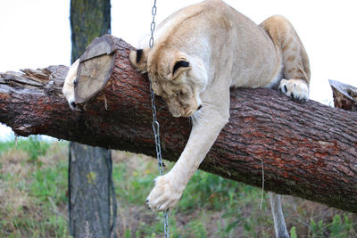 Cat relaxing on tree trunk