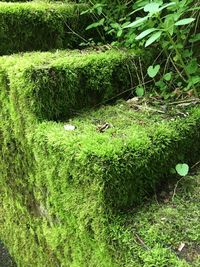 High angle view of green plants in forest