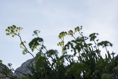 Low angle view of flower tree against sky