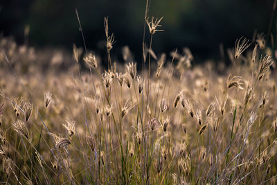 Close-up of stalks in field