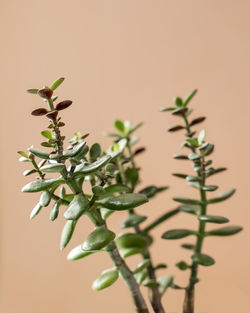 Close-up of plant against wall