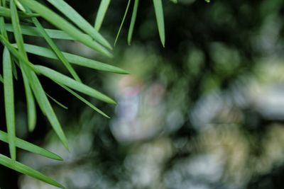 Close-up of fresh green plant