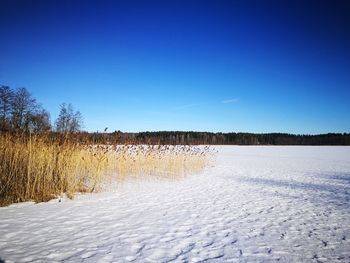 Scenic view of field against clear blue sky during winter