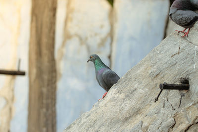 Close-up of pigeon perching on wall