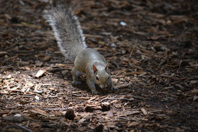 Squirel in the woods