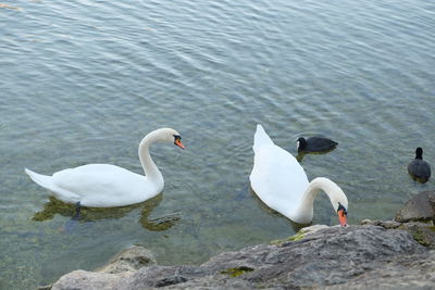 High angle view of swans swimming in lake