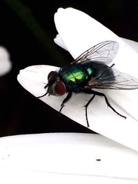 Close-up of housefly