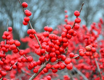 Close-up of red berries in winter