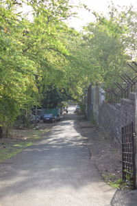 Road amidst trees in city