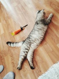 High angle view of cat sitting on hardwood floor