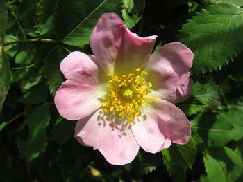 Close-up of pink flower