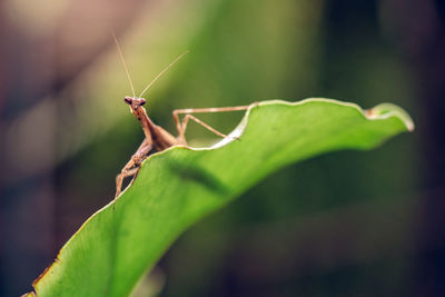 Close-up of insect on leaf