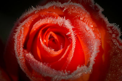 Frozen dew on red rose