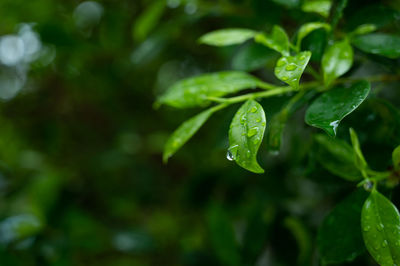 Close-up of green leaves