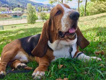 Dog sitting on field