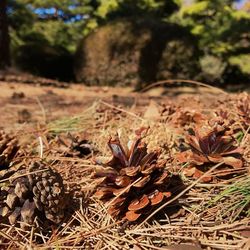 Close-up of dried plant growing on field