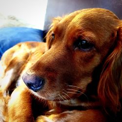 Close-up of dog looking away at home