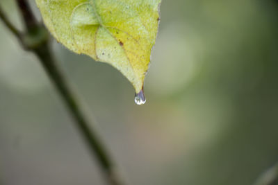 Close-up of raindrops on leaf