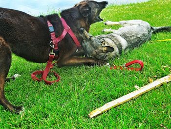 Close-up of dog on field