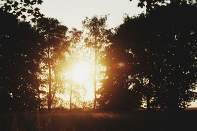 Silhouette trees in forest against sky at sunset