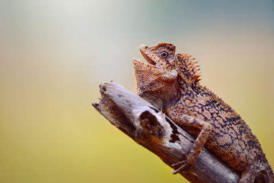 Close-up of a lizard on wood