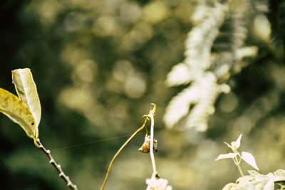 Close-up of butterfly on plant