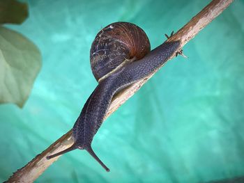 Close-up of snail on leaf