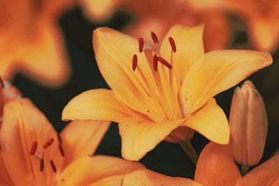 Close-up of orange lily