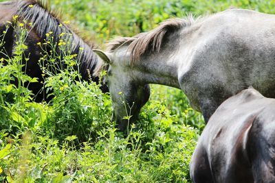 Close-up of a horse on field