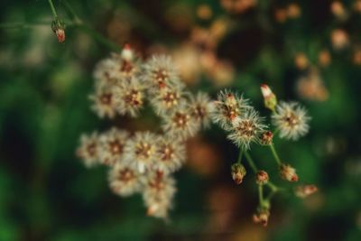 Close-up of dandelion on field