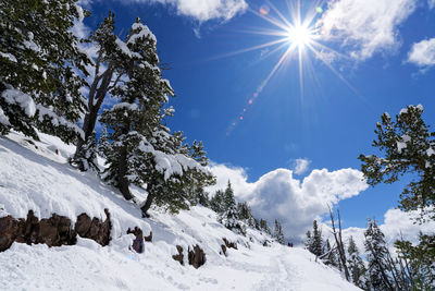 Low angle view of trees and snowcapped mountains against sky