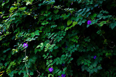 Close-up of purple flowering plants